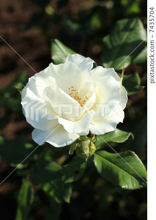 玫瑰品種白魔法 7435704