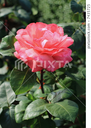 Rose variety Maria Callas 7435725