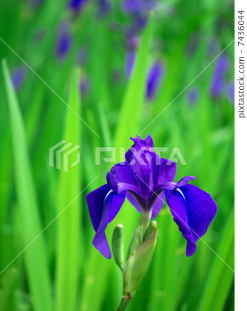 鳶尾花 7436044