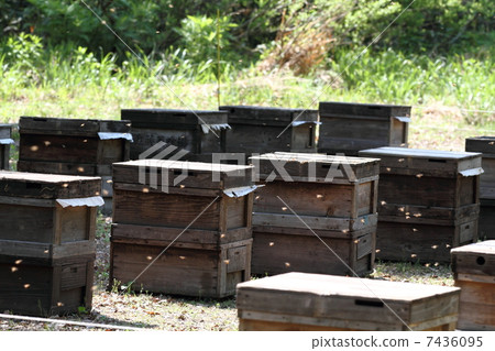 A beekeeping place 7436095
