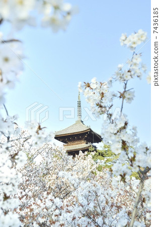 World Heritage Ninnaji Temple Five Stories Omori Cherry Blossoms 7436185