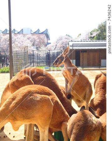 Kangaroo Kangaroo 7436242