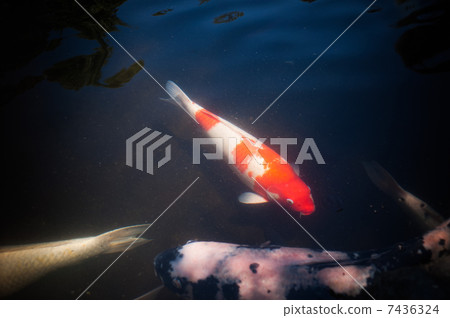 鯉魚 7436324