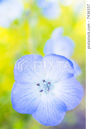 花 花 7436357