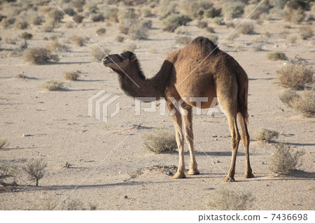 Camel in the Sahara Camel in the Sahara 7436698
