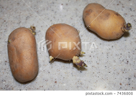 芽土豆 7436808