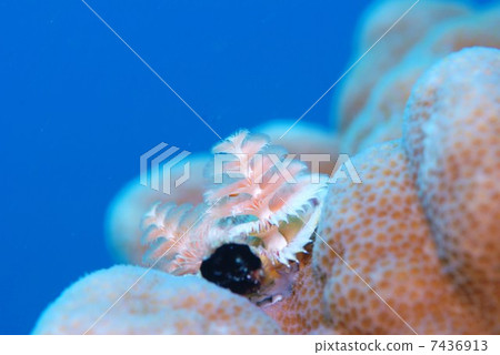 大旋鰓蟲 7436913