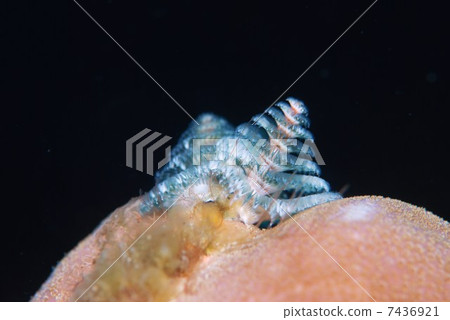 大旋鰓蟲 7436921