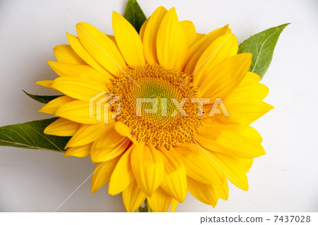 向日葵 7437028