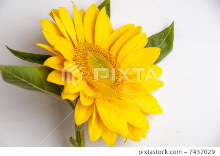向日葵 7437029