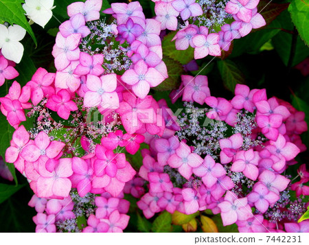 Colorful forehead hydrangea Colorful forehead hydrangea 7442231