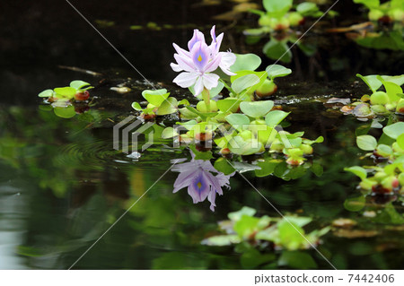 Water hyacinth 7442406