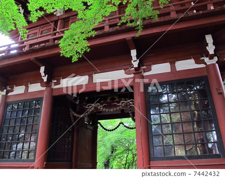 The mainland temple Nioto gate and the fresh green maple 7442432