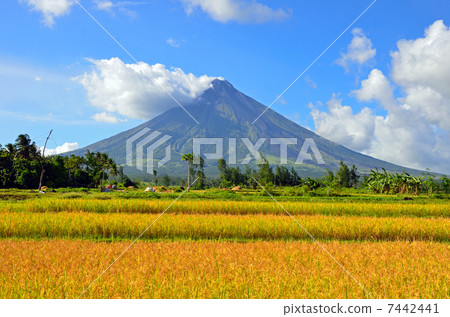 菲律賓的馬榮 菲律賓的馬榮 7442441
