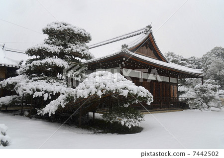 The snow pine tree - Kinkakuji 7442502