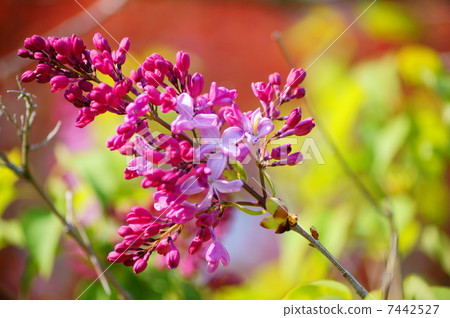 丁香花語：純度丁香尋常型 7442527