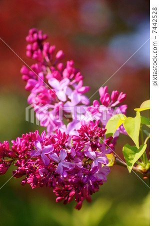 丁香花語：純度丁香尋常型 7442528