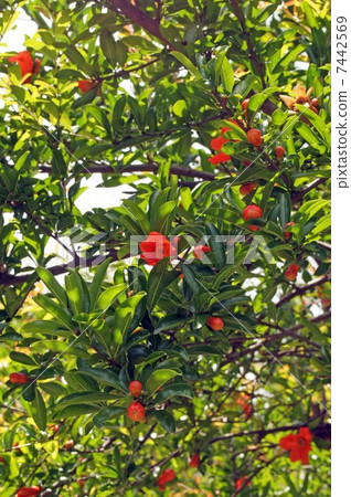 Pomegranate flower 7442569