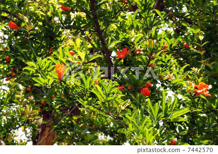 Pomegranate flower 7442570