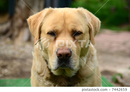 金毛獵犬 金毛獵犬 7442659