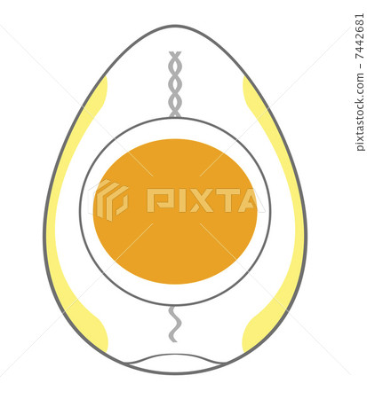雞蛋的橫截面 雞蛋的橫截面 7442681