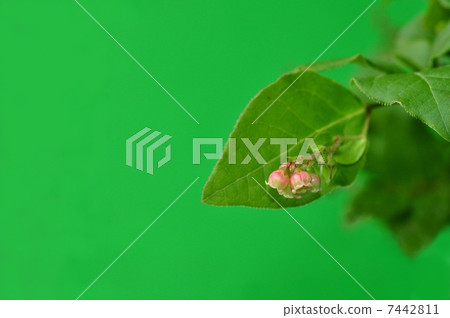 Natsuhaze 7442811