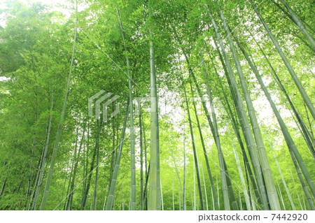 Bamboo grove Bamboo grove 7442920