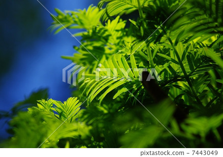 Fresh green 7443049