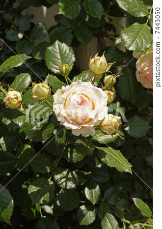 天王寺公園的玫瑰（Pierre de Ronzaru） 7443050