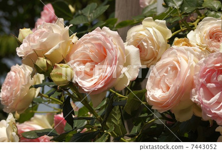 Roses of Tennoji Park (Pierre de Ronzaru) 7443052