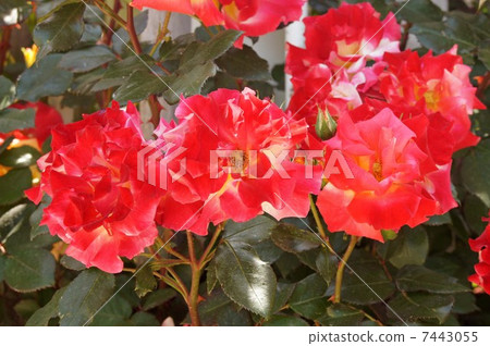 Roses of Tennoji Park (Vine · Charleston) 7443055