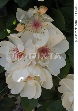 Roses of Tennoji Park (Jacqueline Dupre) Roses of Tennoji Park (Jacqueline Dupre) 7443062