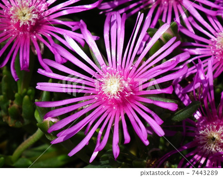 Flower Arashiyama (Delrosperma · Couperley) Flower Arashiyama (Delrosperma · Couperley) 7443289