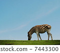 zebra 7443300