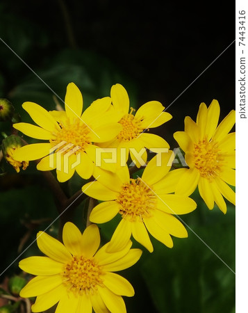 縫紉系列 7443416