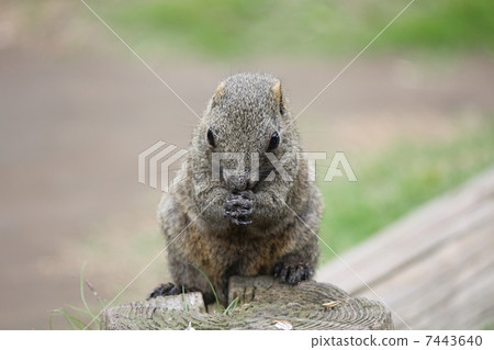 Taiwan squirrel 7443640