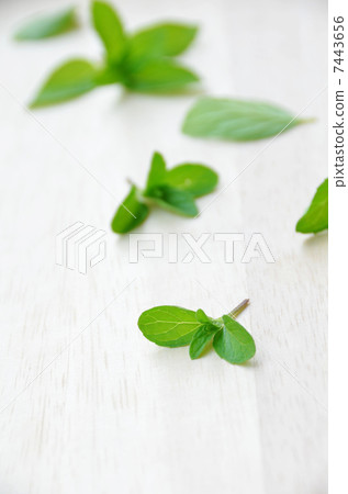 Mint 7443656