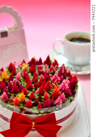 Catech蛋糕 Catech蛋糕 7443721