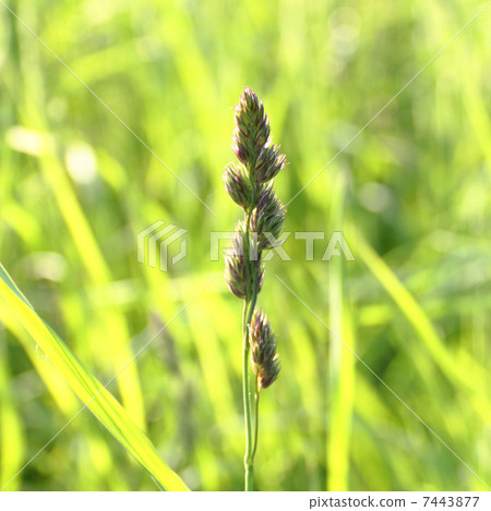 spike grass on a green background spike grass on a green background 7443877