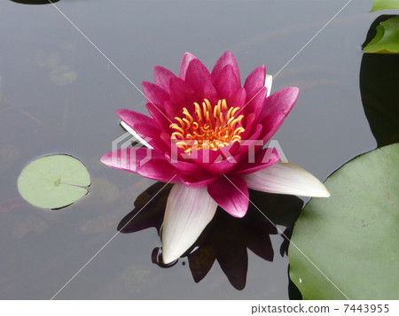 Water lily Water lily 7443955