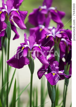 哈娜莎華 7444000