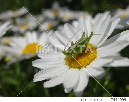 North Pole Yambari larvae up North Pole Yambari larvae up 7444099