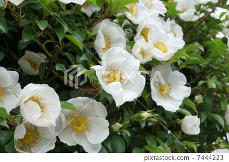 Rosa laevigata Rosa laevigata 7444223