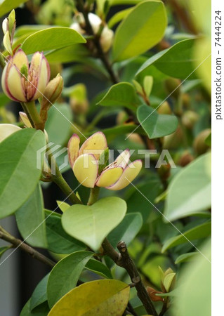 Calata Neo Gata 7444224