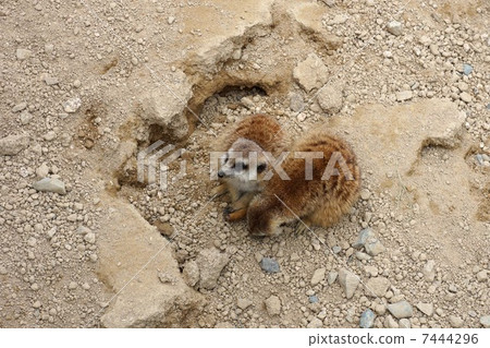 meerkat meerkat 7444296
