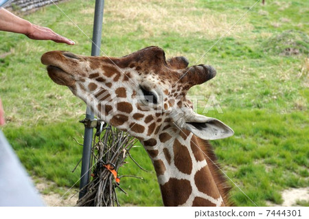 Reticulated giraffe Reticulated giraffe 7444301