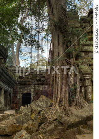 Giant tree covering the stones of Ta Prohm temple in Angkor Wat 7444688