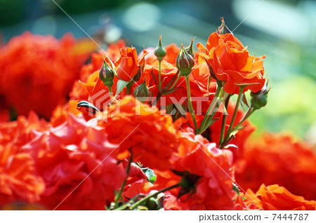 Orange rose 7444787