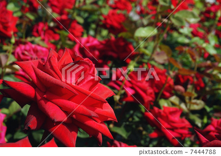 Red rose Red rose 7444788
