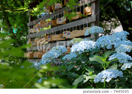 An ema in a pale purple hydrangea and fresh green in Hakusan Shrine's premises An ema in a pale purple hydrangea and fresh green in Hakusan Shrine's premises 7445035